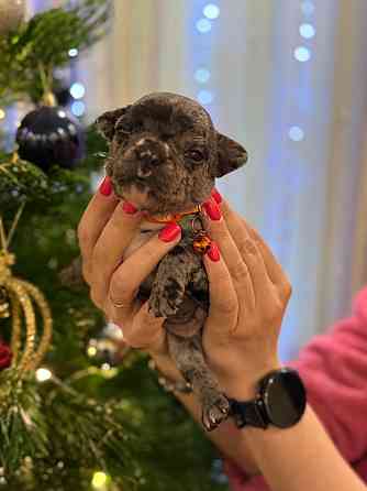 Продадим 5 великолепных щенков породы французский бульдог!!! Все документы + прививки,доставка есть Енакиево