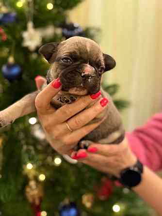 Продадим 5 великолепных щенков породы французский бульдог!!! Все документы + прививки,доставка есть Енакиево