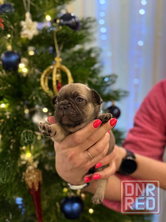 Продадим 5 великолепных щенков породы французский бульдог!!! Все документы + прививки,доставка есть Енакиево - изображение 5