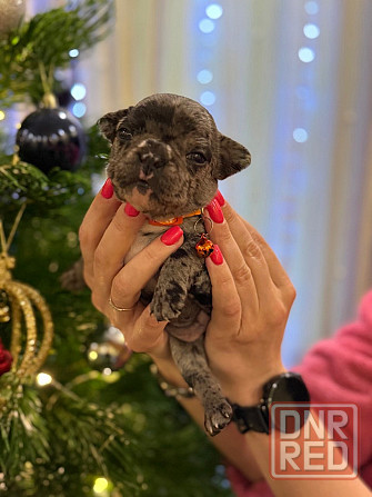 Продадим 5 великолепных щенков породы французский бульдог!!! Все документы + прививки,доставка есть Енакиево - изображение 2