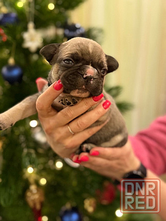 Продадим 5 великолепных щенков породы французский бульдог!!! Все документы + прививки,доставка есть Енакиево - изображение 4