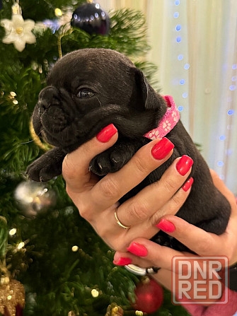 Продадим 5 великолепных щенков породы французский бульдог!!! Все документы + прививки,доставка есть Енакиево - изображение 3