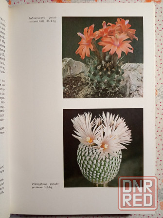 Колючее чудо Донецк - изображение 3