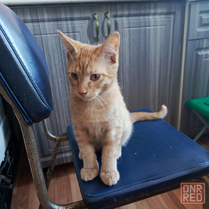 Продам Донецк - изображение 1