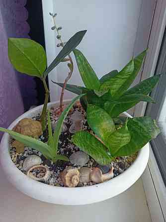 Разные комнатные цветочки в одном горшке. Донецк