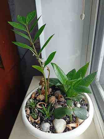 Разные комнатные цветочки в одном горшке. Донецк