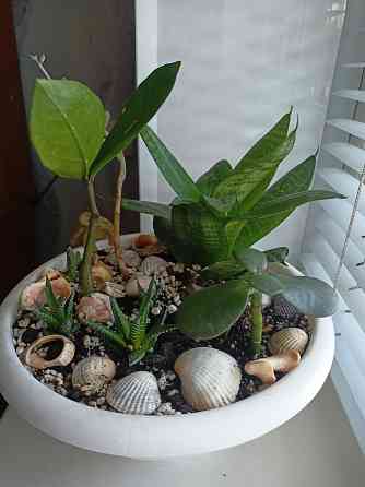 Разные комнатные цветочки в одном горшке. Донецк