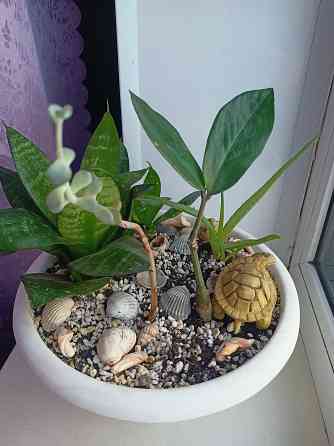 Разные комнатные цветочки в одном горшке. Донецк