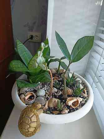 Разные комнатные цветочки в одном горшке. Донецк