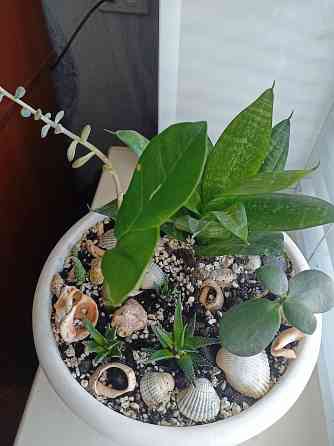 Разные комнатные цветочки в одном горшке. Донецк