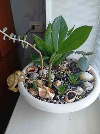 Разные комнатные цветочки в одном горшке. Донецк