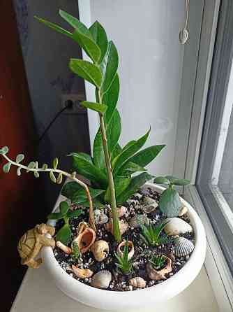 Разные комнатные цветочки в одном горшке. Донецк