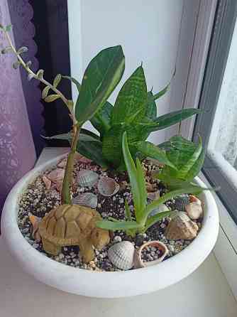 Разные комнатные цветочки в одном горшке. Донецк