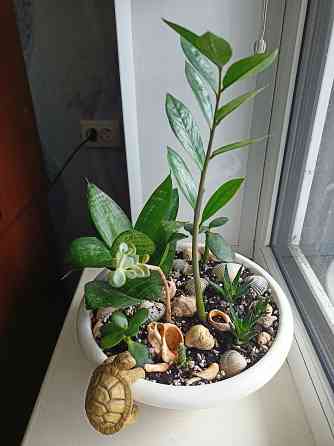 Разные комнатные цветочки в одном горшке. Донецк