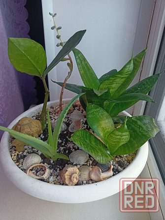 Разные комнатные цветочки в одном горшке. Донецк - изображение 2