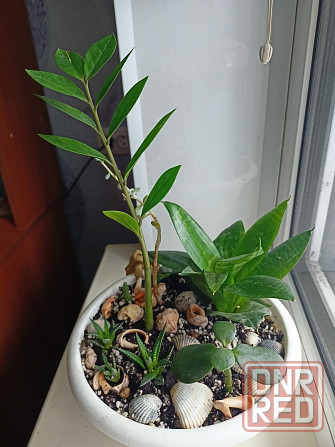 Разные комнатные цветочки в одном горшке. Донецк - изображение 3