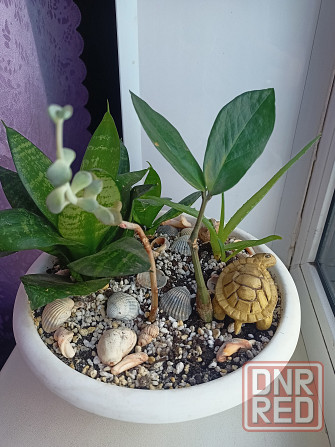 Разные комнатные цветочки в одном горшке. Донецк - изображение 3