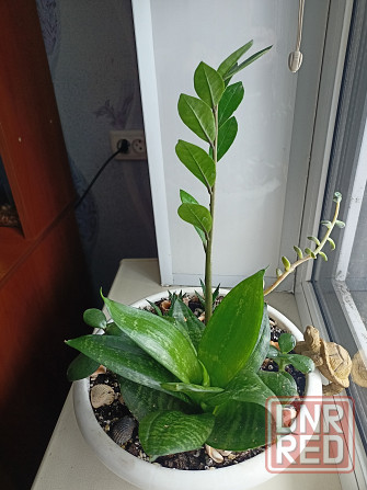 Разные комнатные цветочки в одном горшке. Донецк - изображение 2