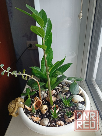 Разные комнатные цветочки в одном горшке. Донецк - изображение 1