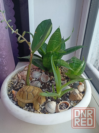 Разные комнатные цветочки в одном горшке. Донецк - изображение 1