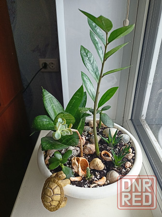 Разные комнатные цветочки в одном горшке. Донецк - изображение 4