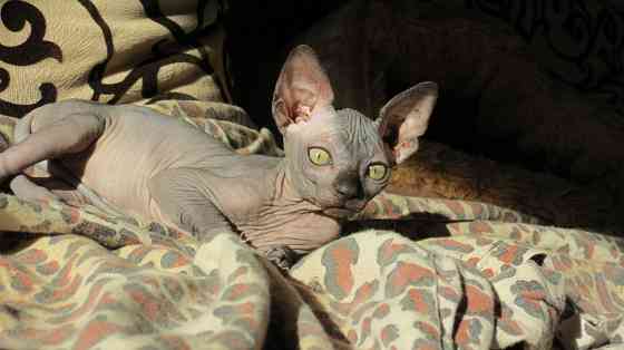 Канадский сфинкс Донецк