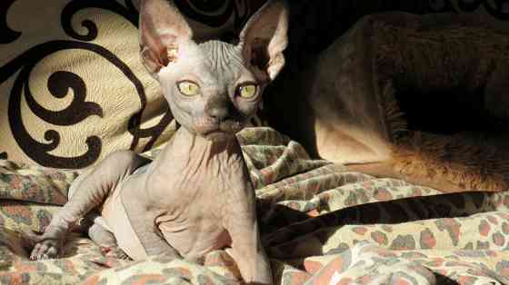 Канадский сфинкс Донецк