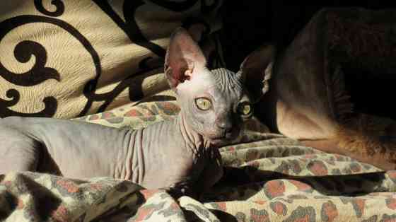 Канадский сфинкс Донецк