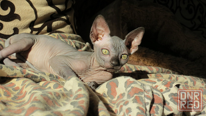 Канадский сфинкс Донецк - изображение 2