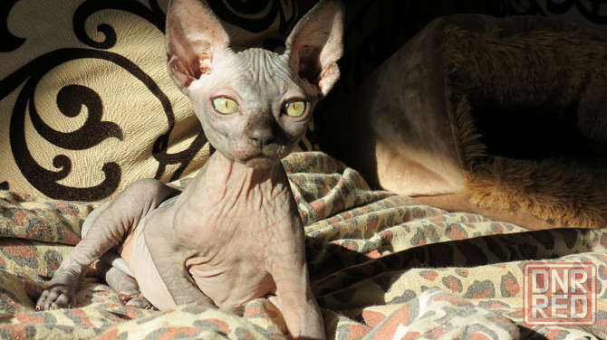 Канадский сфинкс Донецк - изображение 1