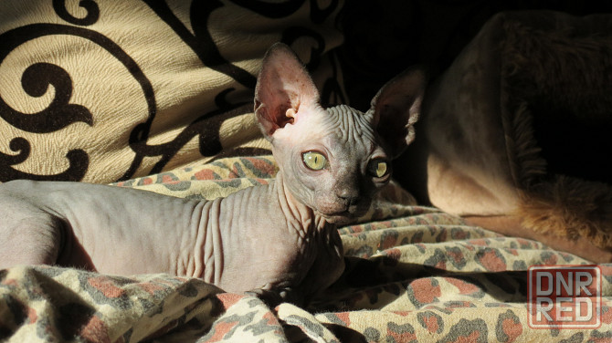 Канадский сфинкс Донецк - изображение 3