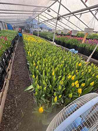 Тюльпаны к 8 Марта (Днр) оптом и в розницу Макеевка