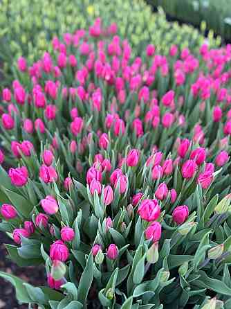 Тюльпаны к 8 Марта (Днр) оптом и в розницу Макеевка