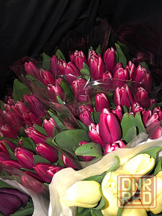Тюльпаны к 8 Марта (Днр) оптом и в розницу Макеевка - изображение 5