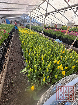 Тюльпаны к 8 Марта (Днр) оптом и в розницу Макеевка - изображение 2