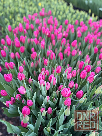 Тюльпаны к 8 Марта (Днр) оптом и в розницу Макеевка - изображение 3