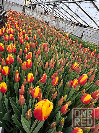 Тюльпаны к 8 Марта (Днр) оптом и в розницу Макеевка - изображение 1