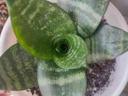 Сансенверия Донецк