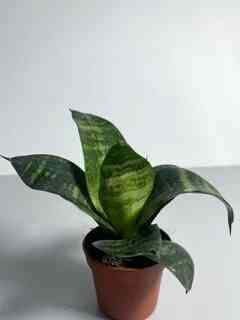 Сансенверия Донецк