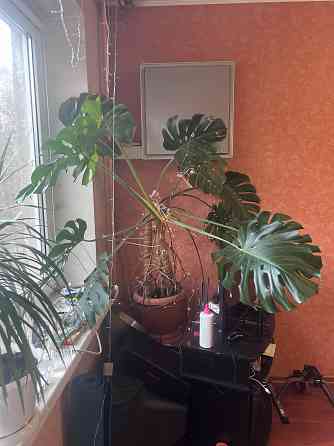 Монстера Донецк