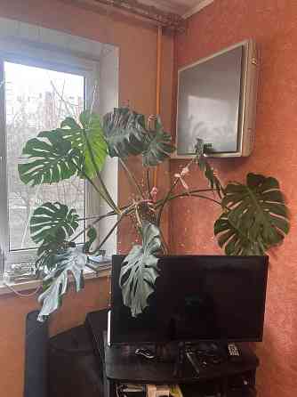 Монстера Донецк