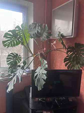 Монстера Донецк