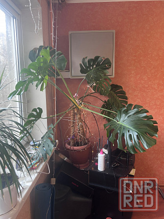 Монстера Донецк - изображение 3
