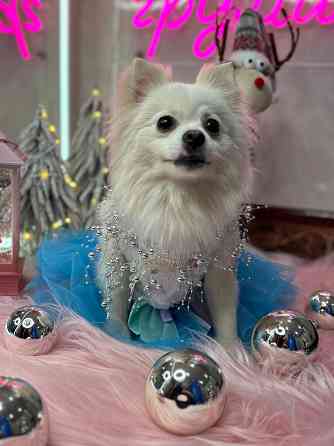 Стрижка собак и котов.Макеевка Макеевка