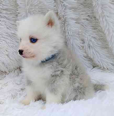 Малыш помски размер той (до 5 кг взрослым) с доставкой. Донецк