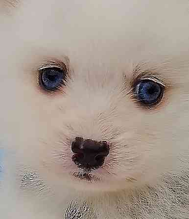 Малыш помски размер той (до 5 кг взрослым) с доставкой. Донецк