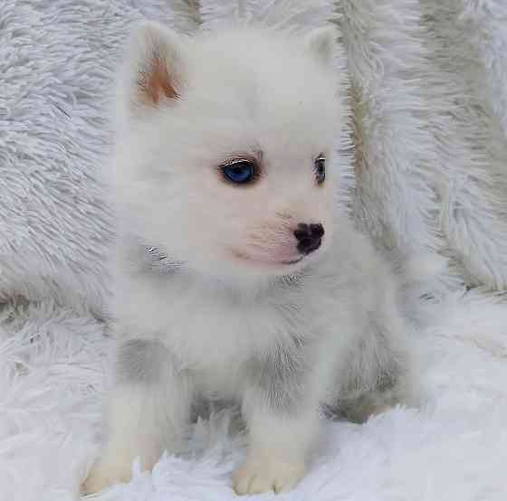 Малыш помски размер той (до 5 кг взрослым) с доставкой. Донецк