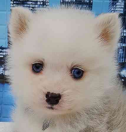 Малыш помски размер той (до 5 кг взрослым) с доставкой. Донецк