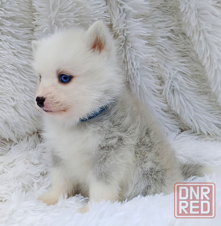 Малыш помски размер той (до 5 кг взрослым) с доставкой. Донецк - изображение 4