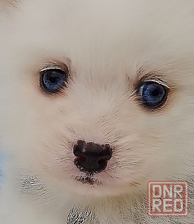 Малыш помски размер той (до 5 кг взрослым) с доставкой. Донецк - изображение 5